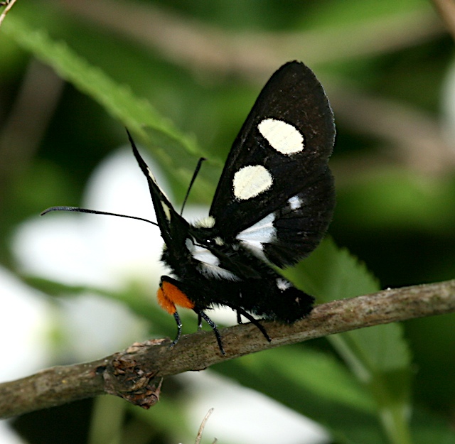 Eight-spotted Forester, Alypia octomaculata