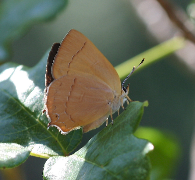 Golden Hairstreak