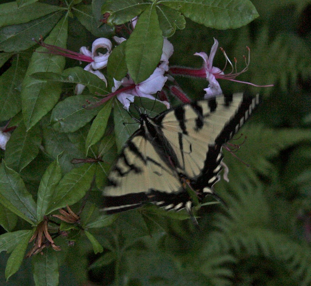 Tiger Swallowtail