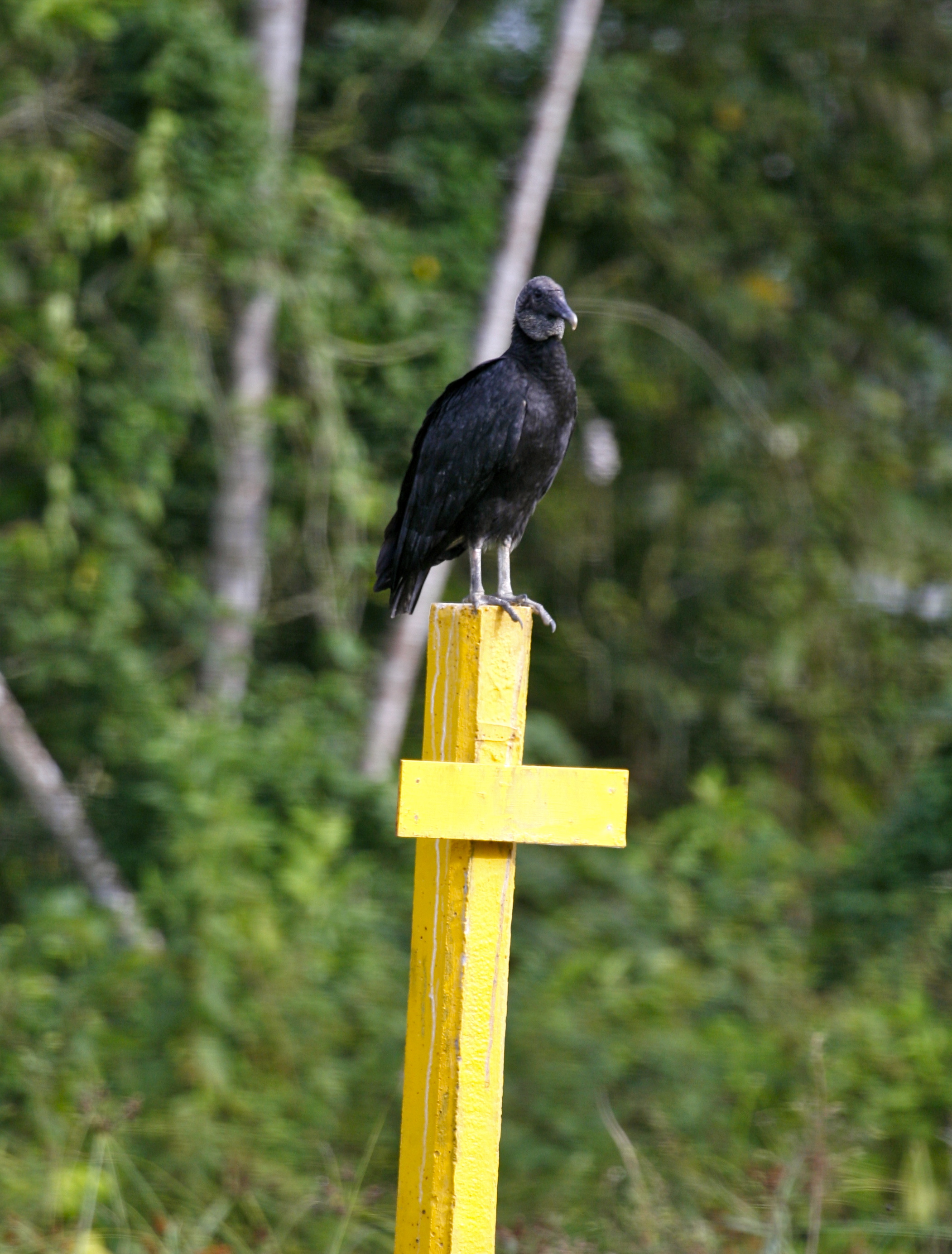 Black Vulture - Aripo Livestock Station