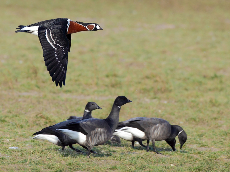 Gallery Red-breasted goose