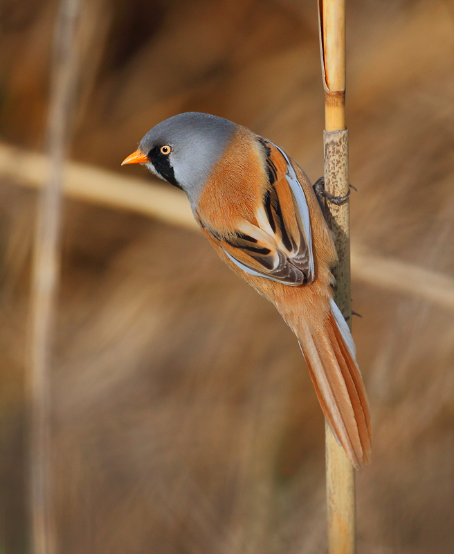 Bearded Reedling (Panurus biarmicus)