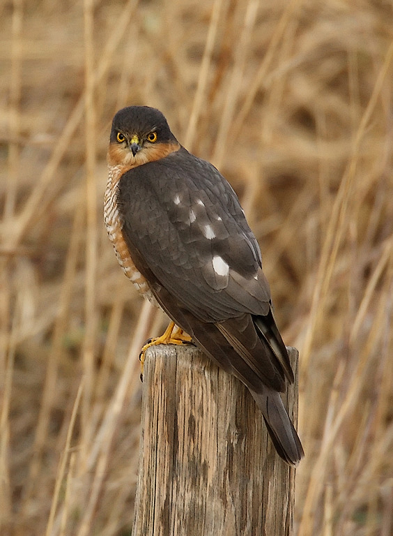 Eurasian (or Northern) Sparrowhawk (Accipiter nisus)