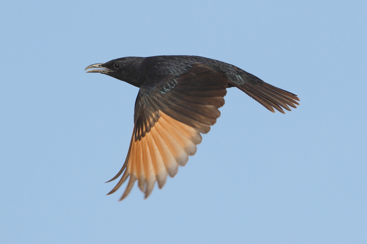 Tristrams Starling (Onychognathus tristramii) 