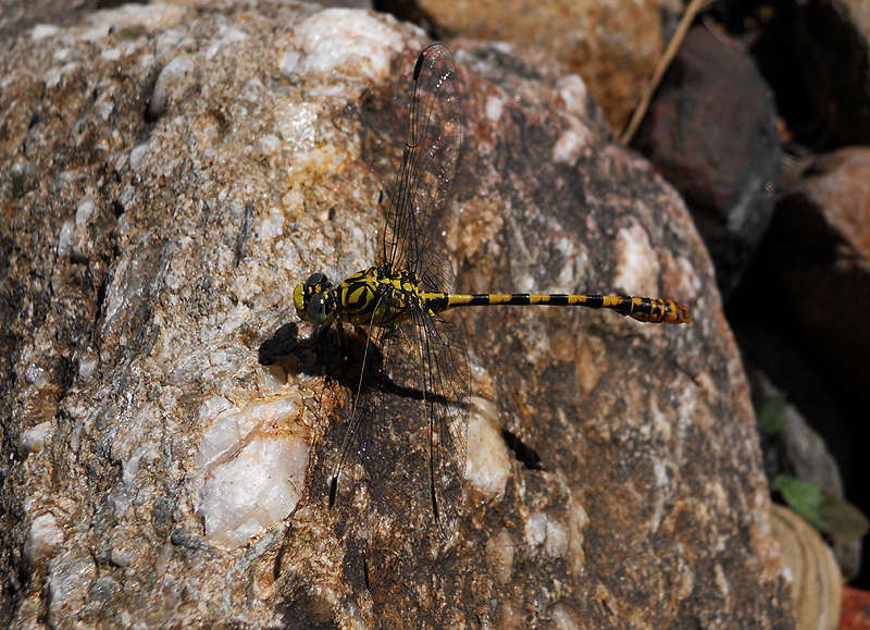 Kleine Tanglibel / Onychogomphus forcipatus