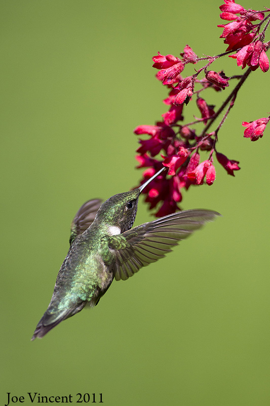 RubythroatedHummingbird