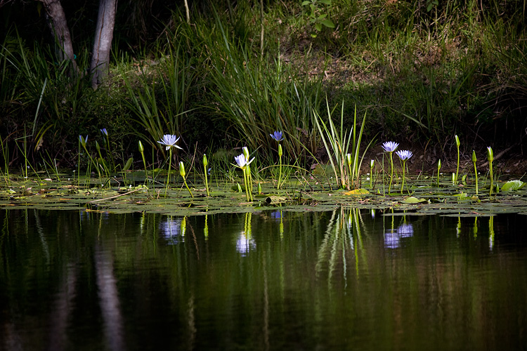 Lillies 4