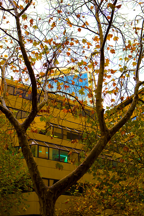 Autumn Colours