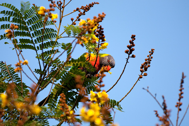Rainbow Lorikeet I