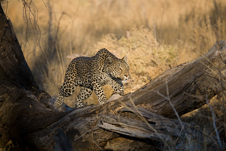 Leopard