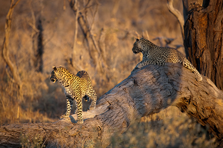 Leopards