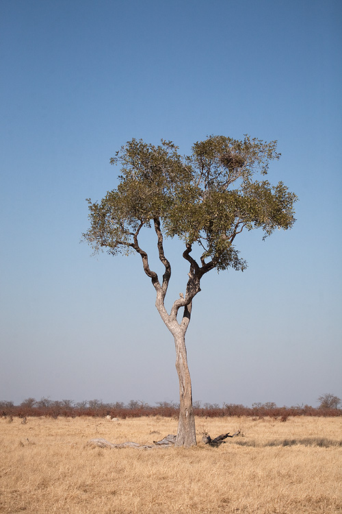A Tree