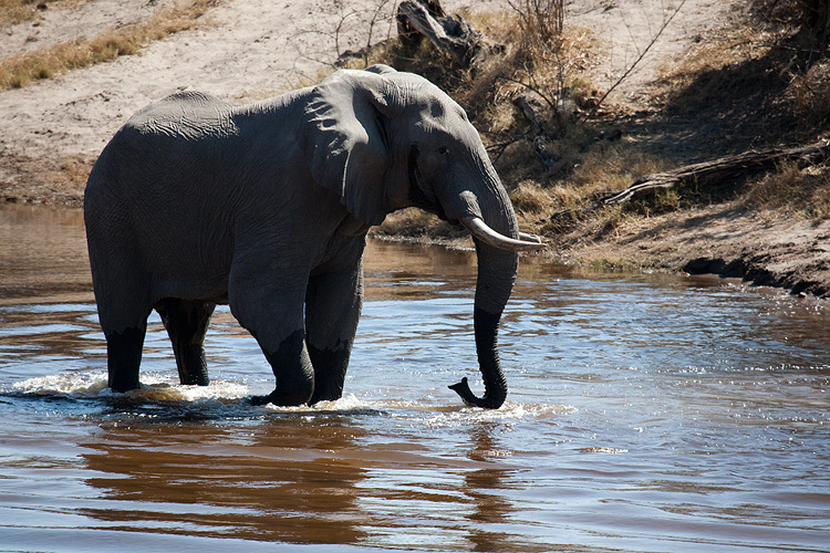 Elephant