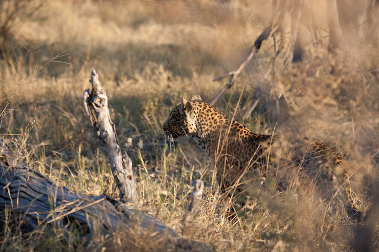 Leopard