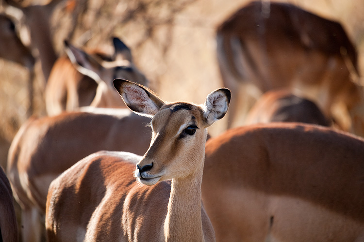 Impala
