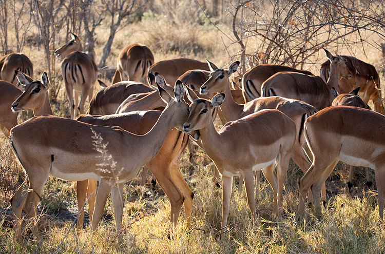 Impala