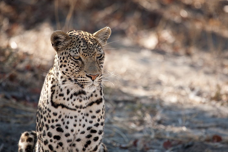 Leopard