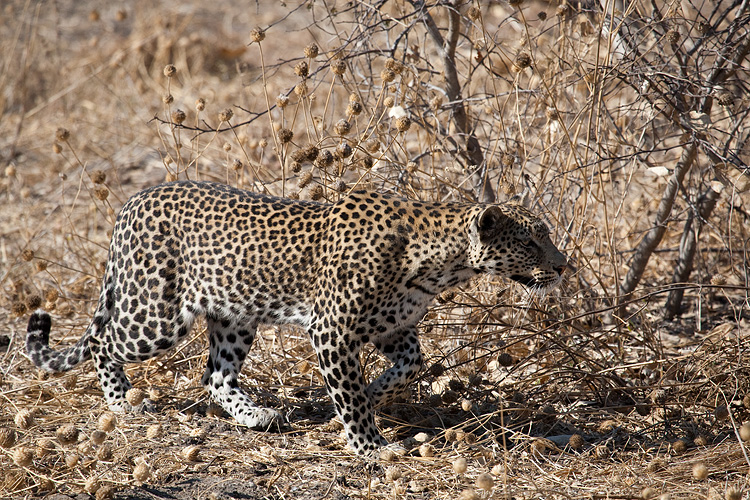 Leopard