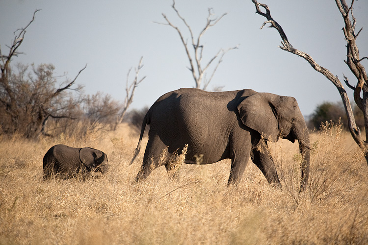 Mother and calf
