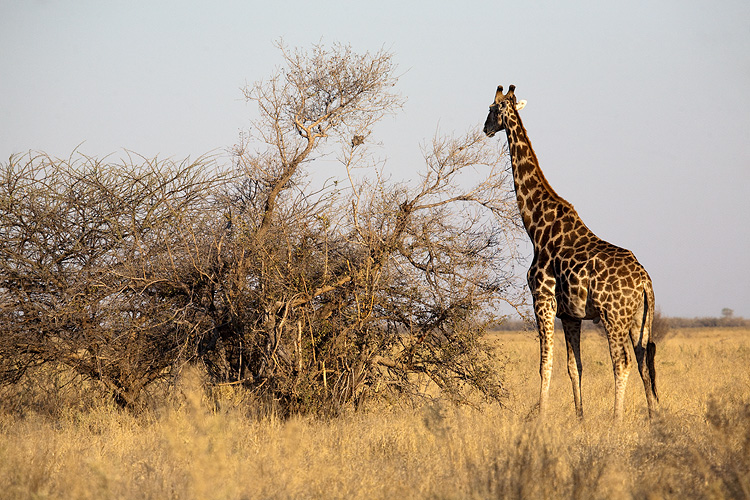 Giraffe