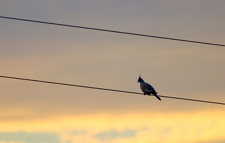 Bird on a wire