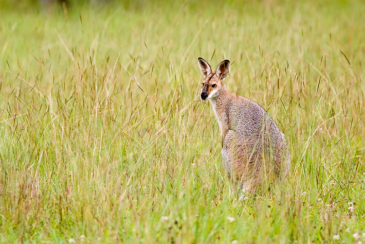 Wallaby II