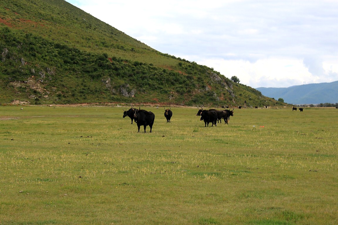 Yaks, very important for local People