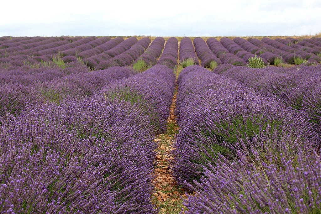 Lavendel