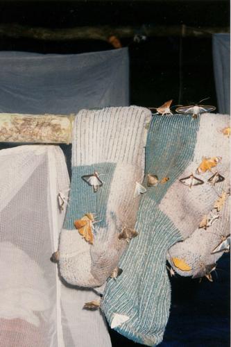 Moths on my socks!