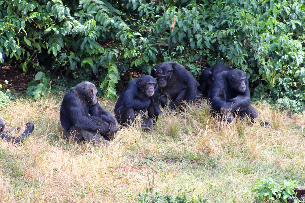 4198 Chimps Ngamba Island.jpg