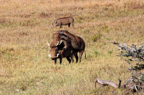 3408 Warthogs mating.jpg