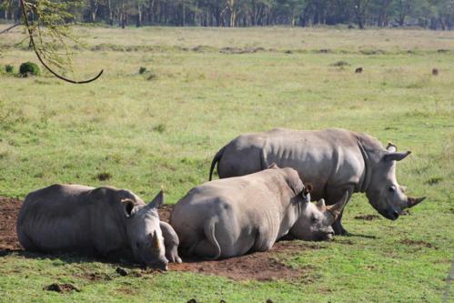 3594 White Rhinos Nakuru.jpg