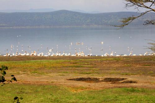 3733 Flaminos Lake Nakuru.jpg