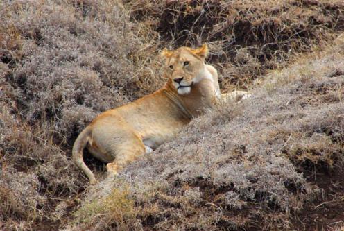 6621 Lioness hiding Ngorongoro.jpg