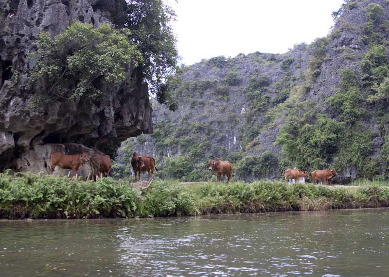 On the Ngo Dong River at Tam Coc
