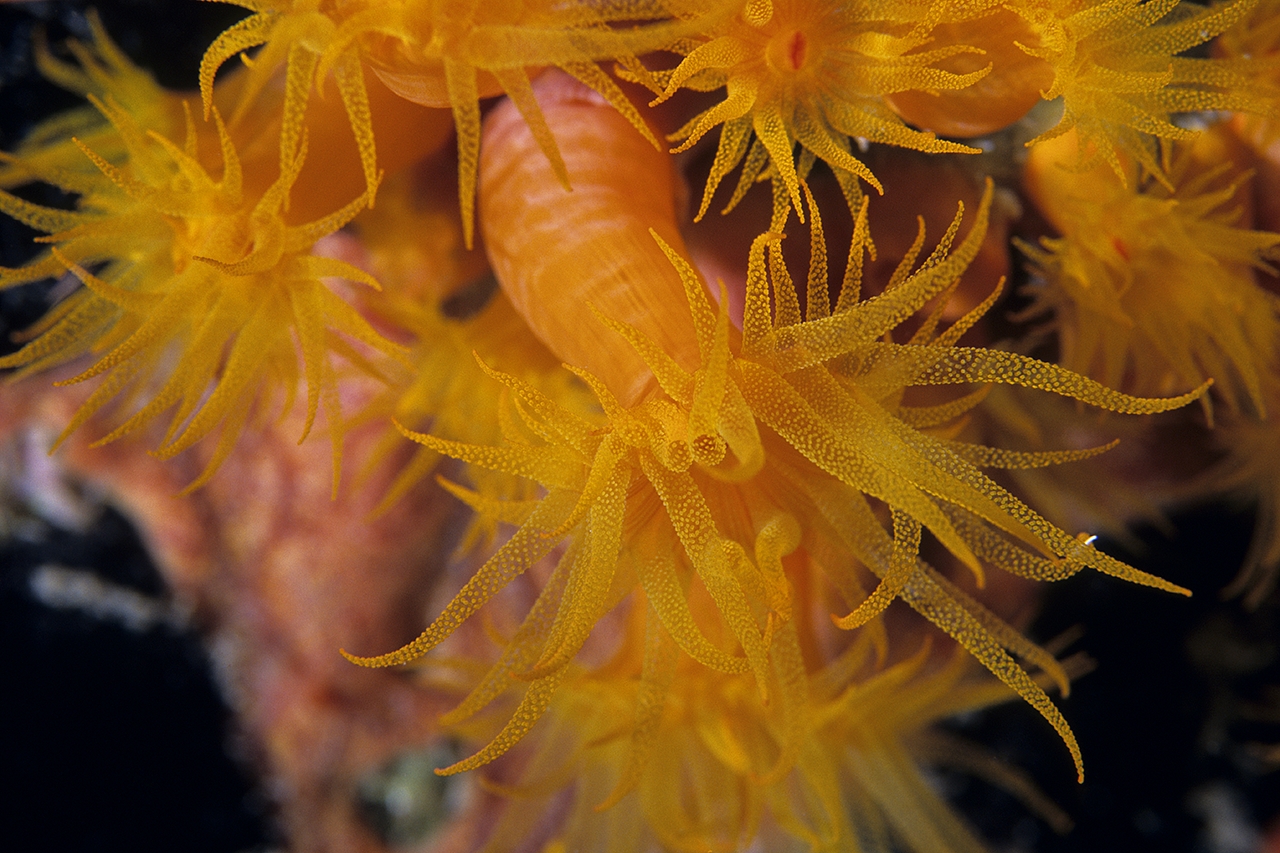 Orange Cup Coral