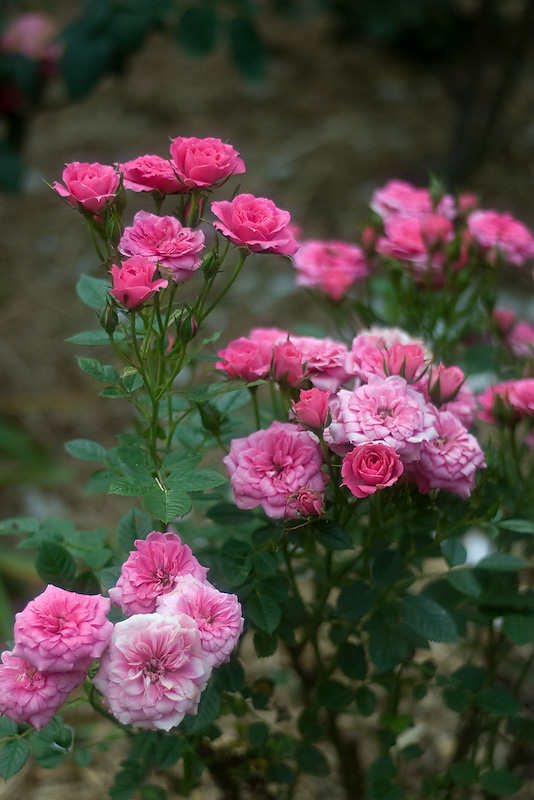 Regal Bouquet 21/10