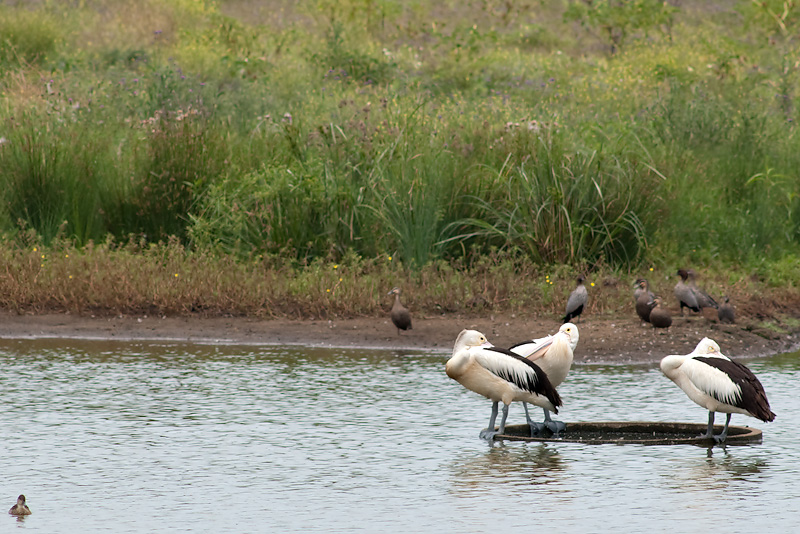 Pelican Party 27/12