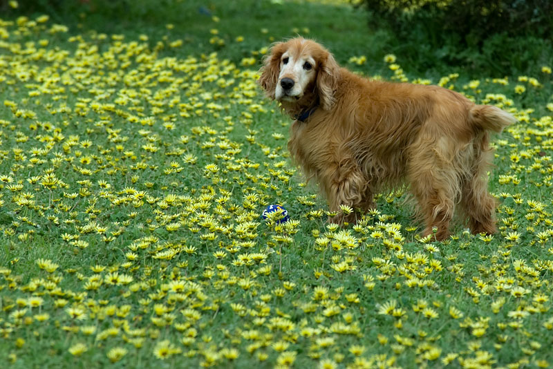 Meadow