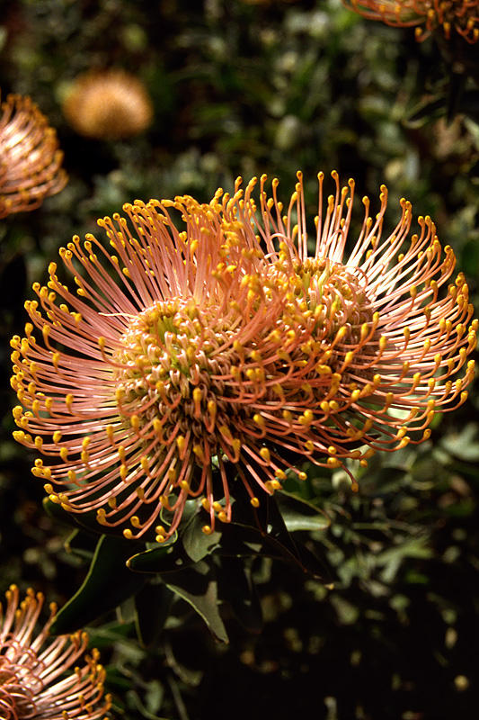 Pin Cushion Protea