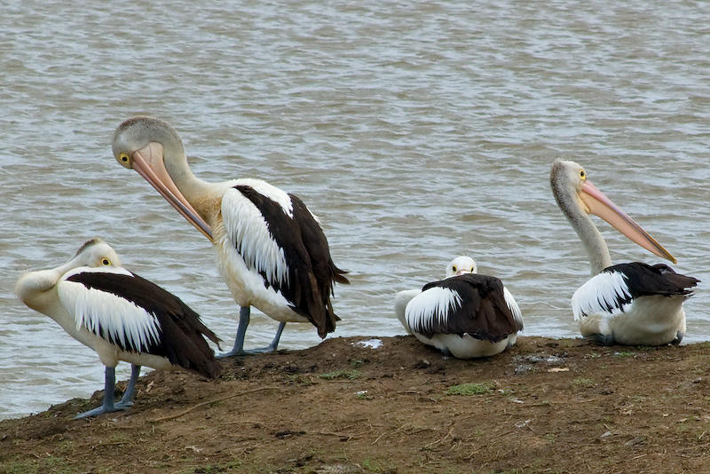 Not More Pelicans! 05/12