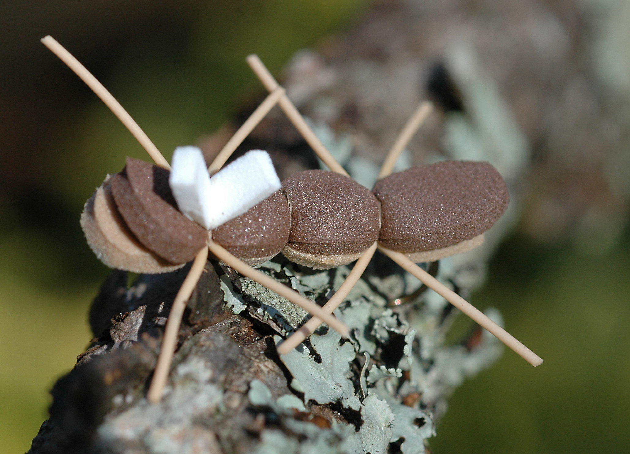 Chernobyl Ant.JPG