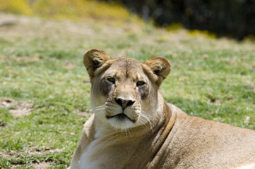 Wild Animal Park