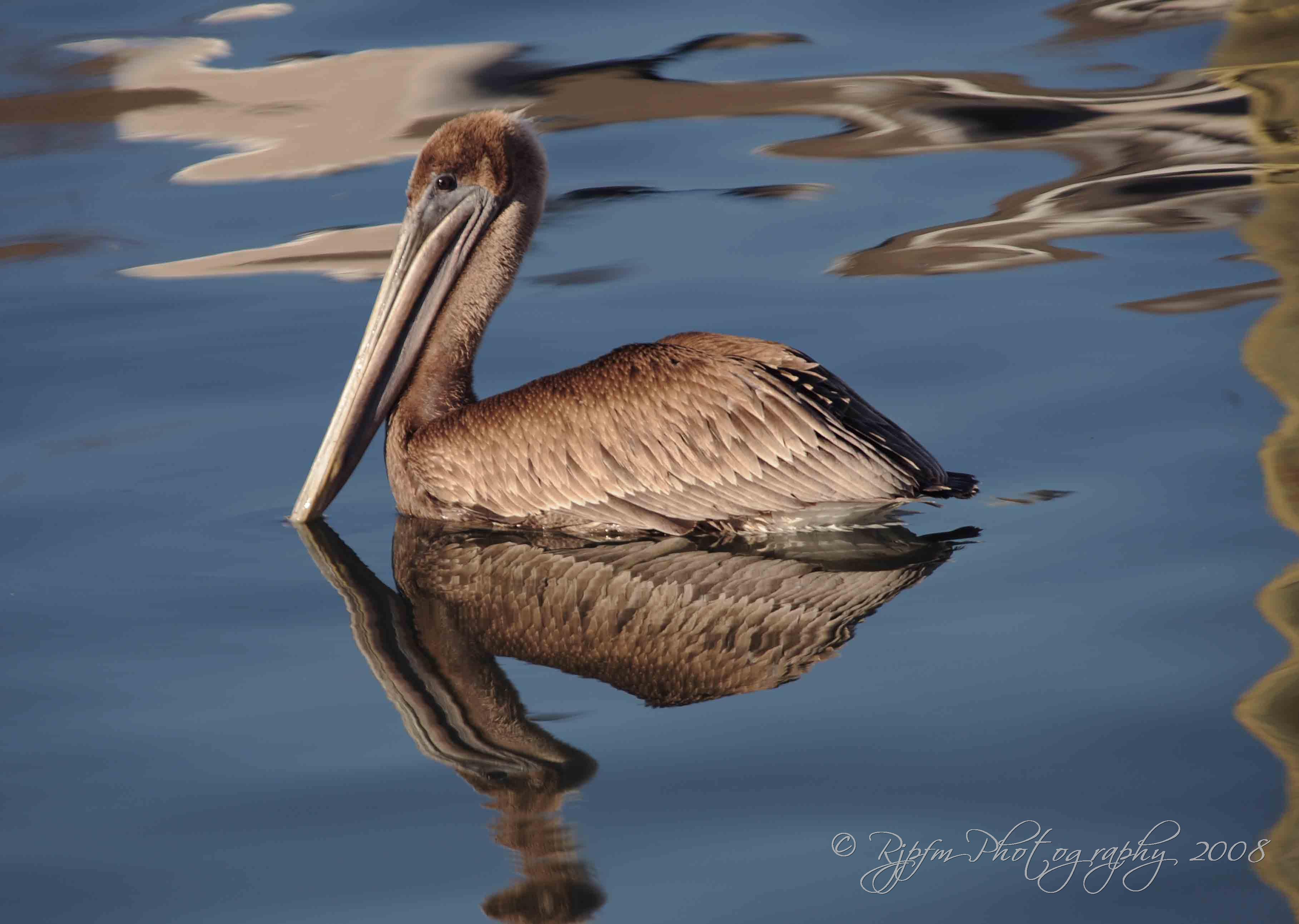 Brown Pelican Virginia Beach , Va