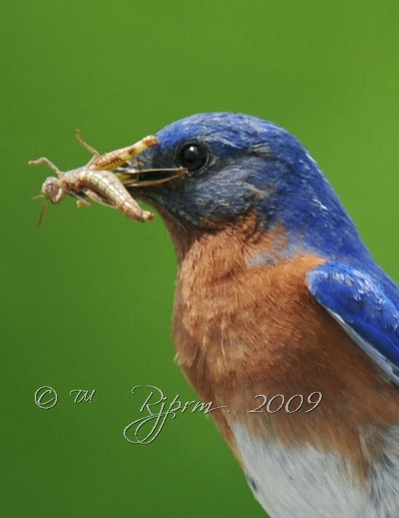 Eastern Bluebird Occoquan NWR Va