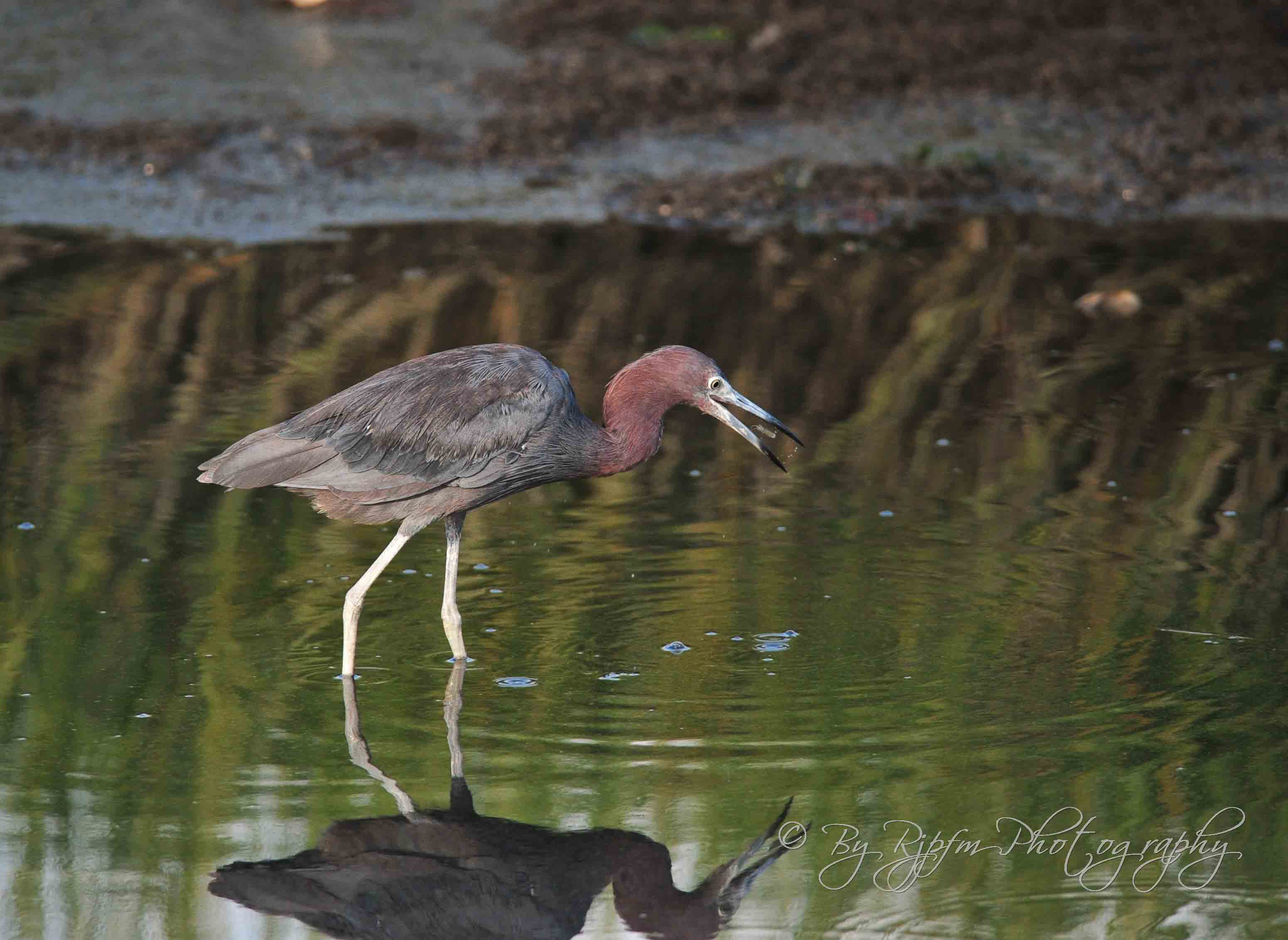 Little Blue Heron Chincotegue NWR, Va