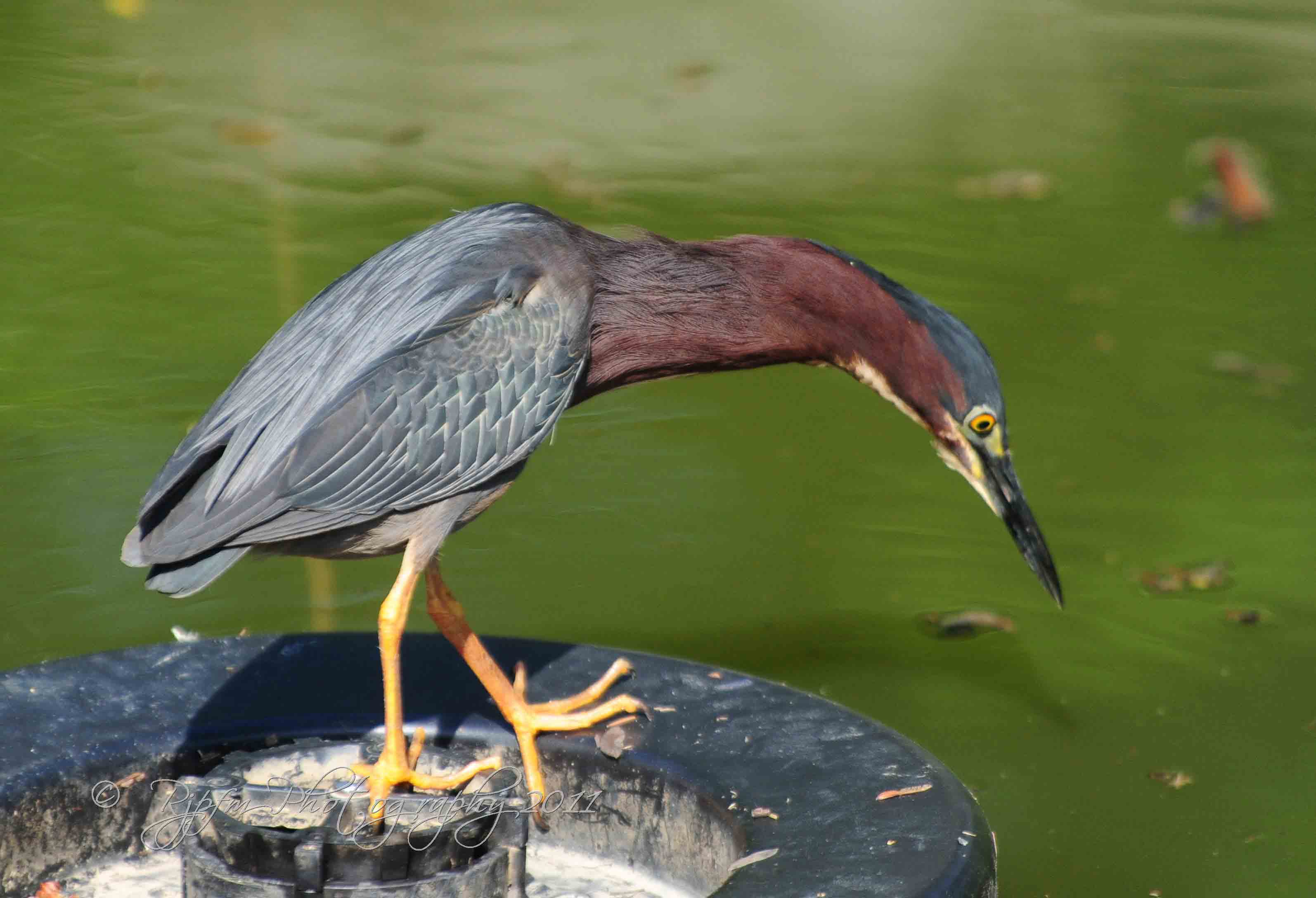 Green Heron Wellington Commons Dr Va