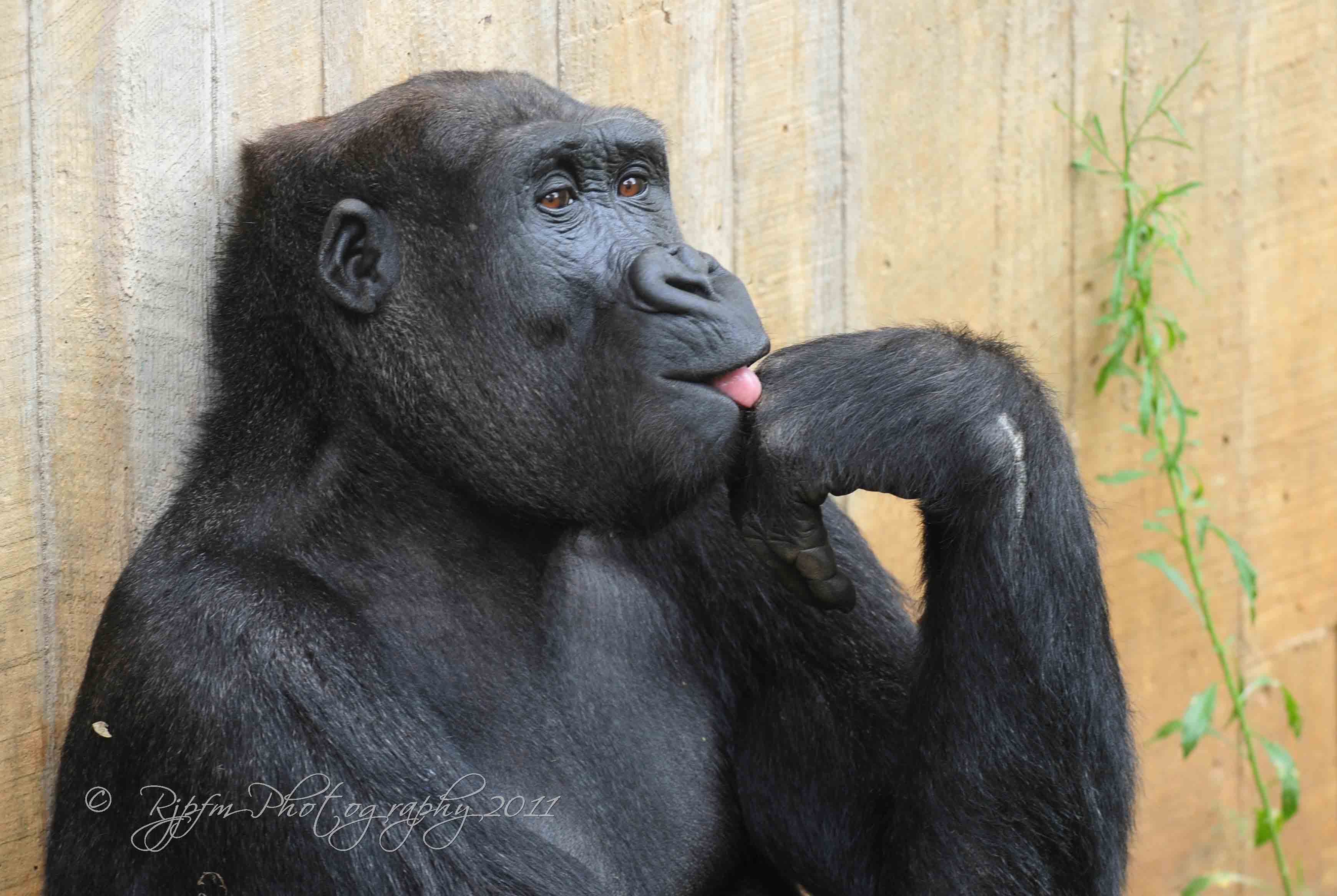  Gorilla National Zoo WDC