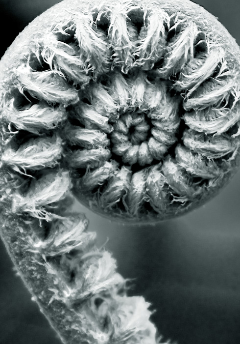 Amau Unfurls (RD-532)
