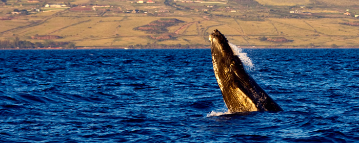 Humpback Whale - head lunge RD-558